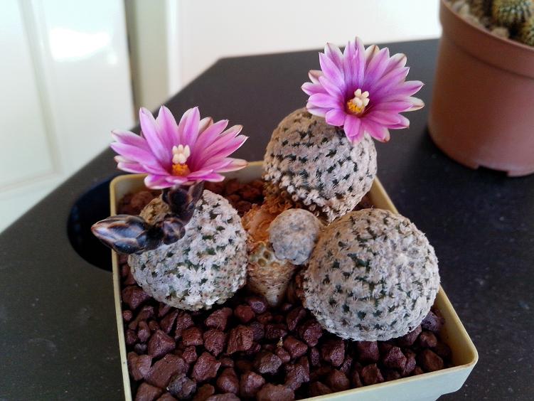 Turbinicarpus valdezianus 