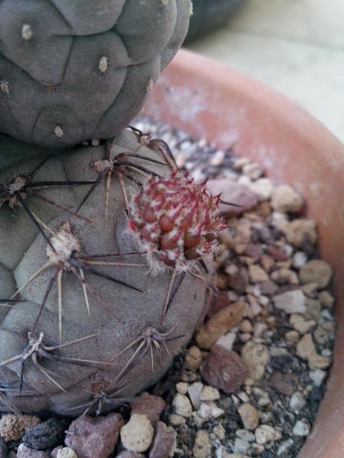 Tephrocactus geometricus 