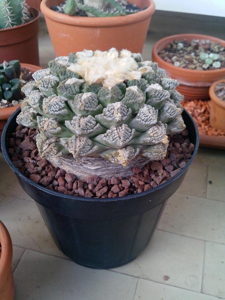 Ariocarpus fissuratus 