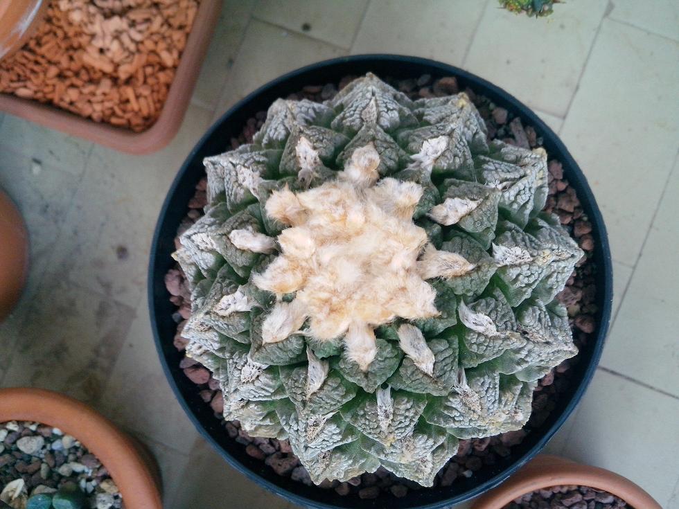 Ariocarpus fissuratus 