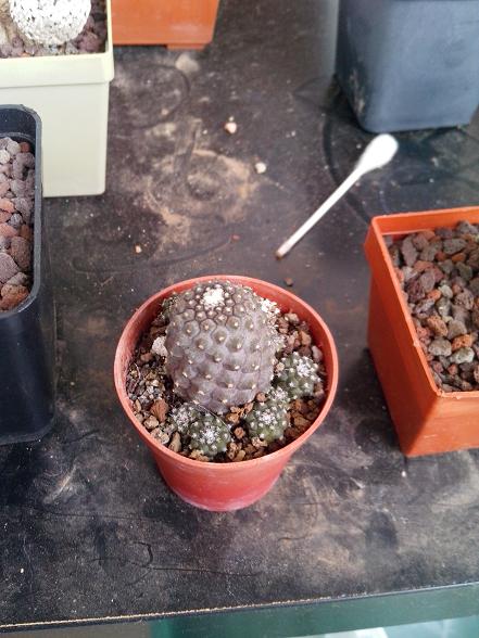 Copiapoa  
