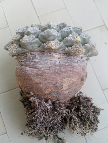 Ariocarpus fissuratus 