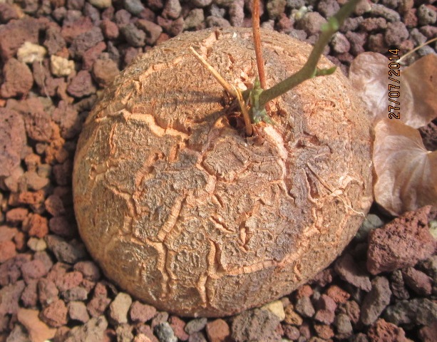 Dioscorea elephantipes 