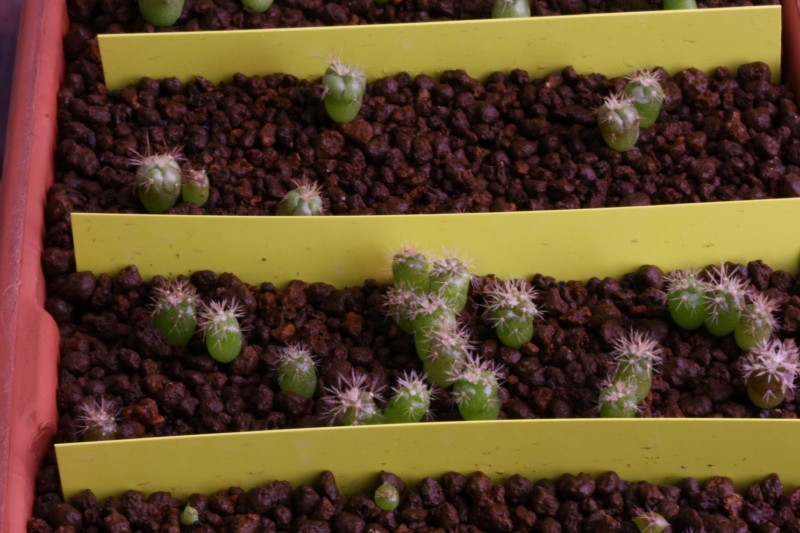 Ferocactus flavovirens 