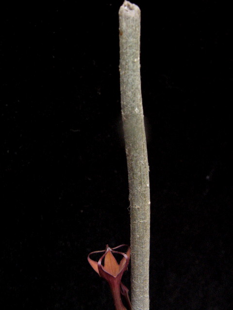 Ceropegia fusca 