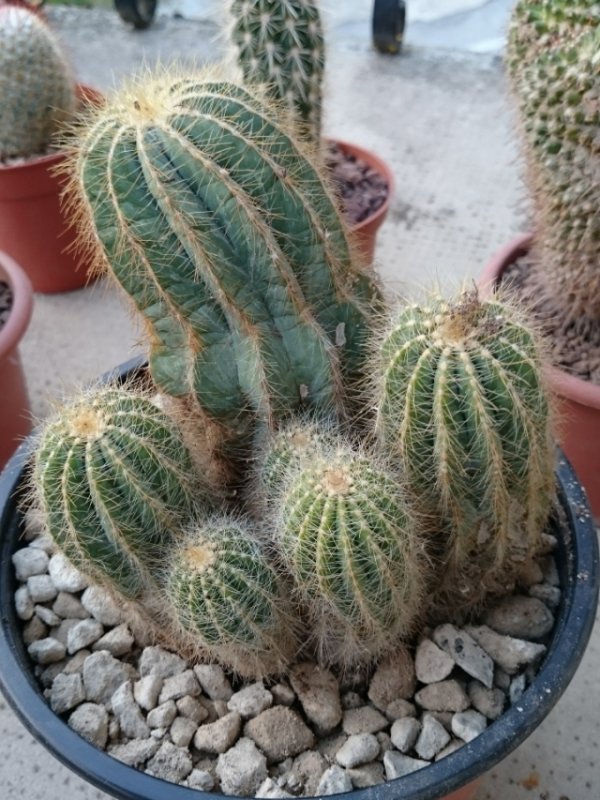 Parodia magnifica 