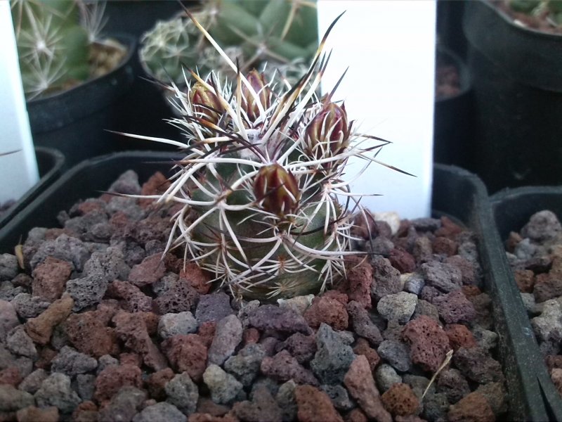 Echinocereus davisii 