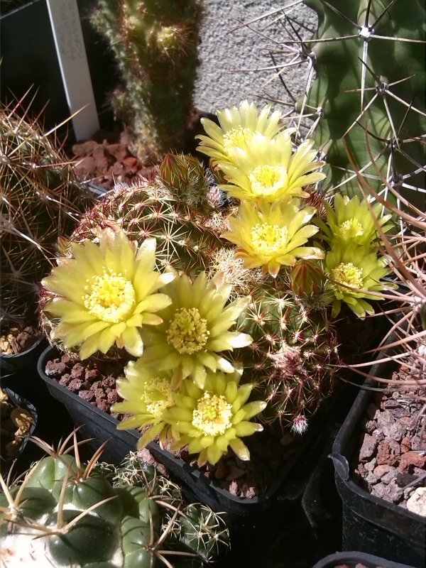 Echinocereus viridiflorus 