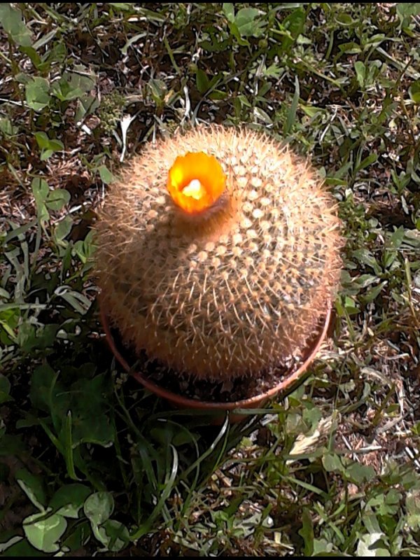 notocactus  