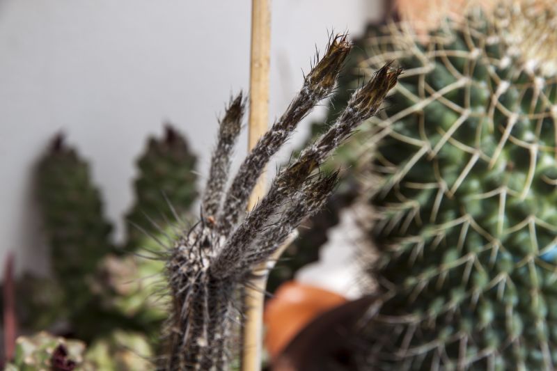 Setiechinopsis mirabilis 