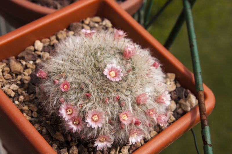 Mammillaria bocasana 