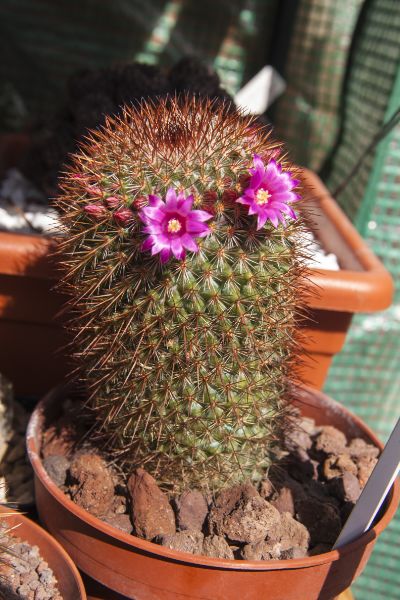 Mammillaria columbiana 