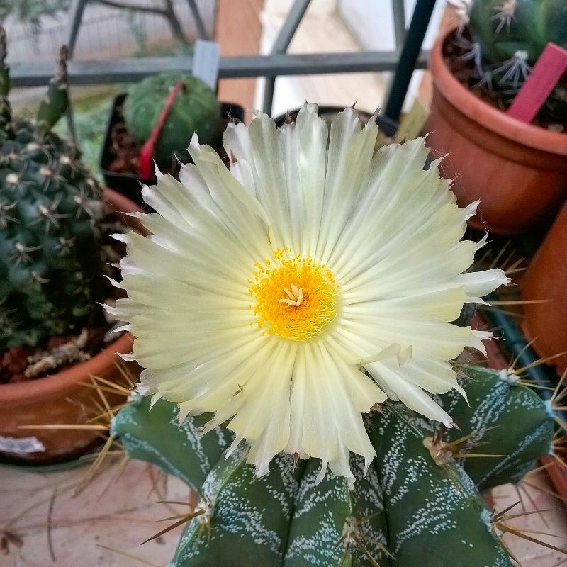 Astrophytum ornatum 