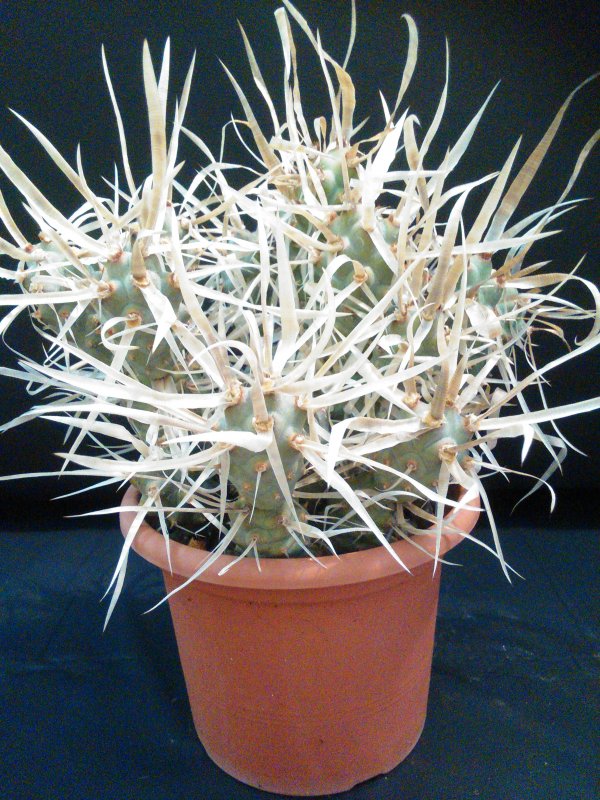 Tephrocactus articulatus v. papyracanthus 