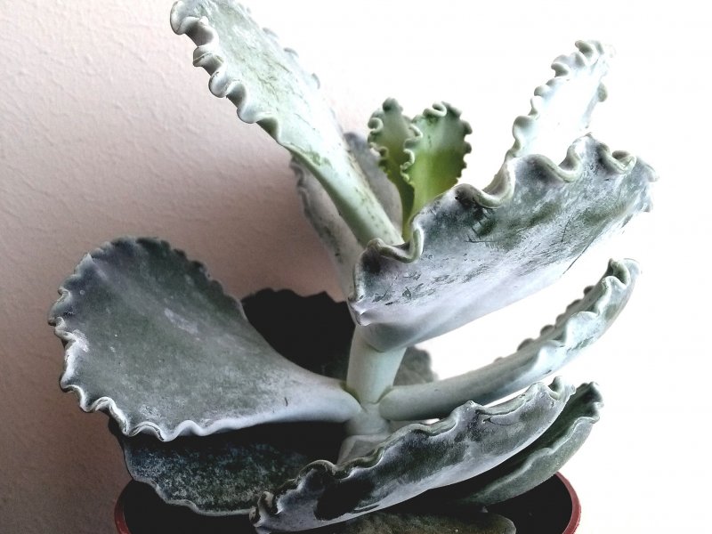 cotyledon undulata