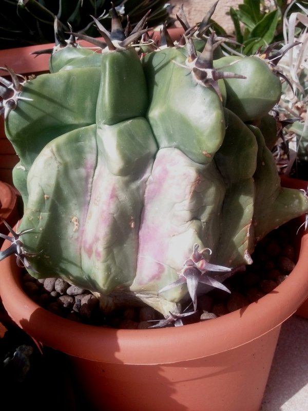 Ferocactus horridus 
