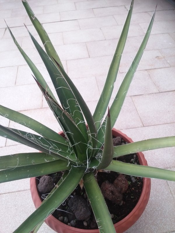 Agave filifera 