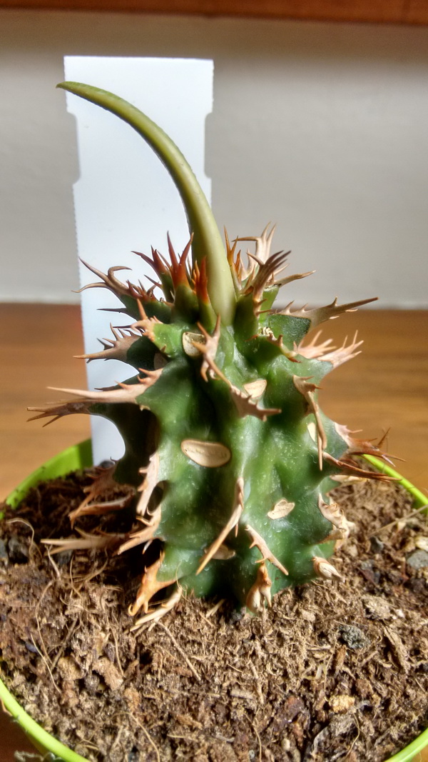 Euphorbia viguieri v. capuroniana 