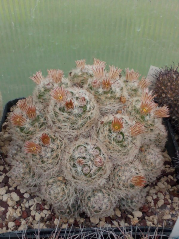 Mammillaria gasseriana 