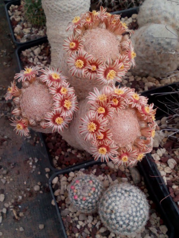 Mammillaria denudata 