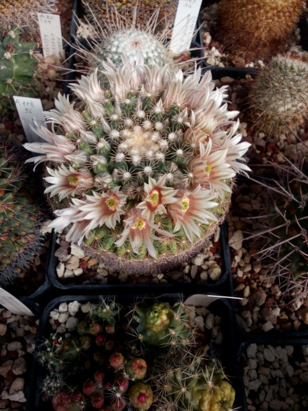 Mammillaria heyderi 