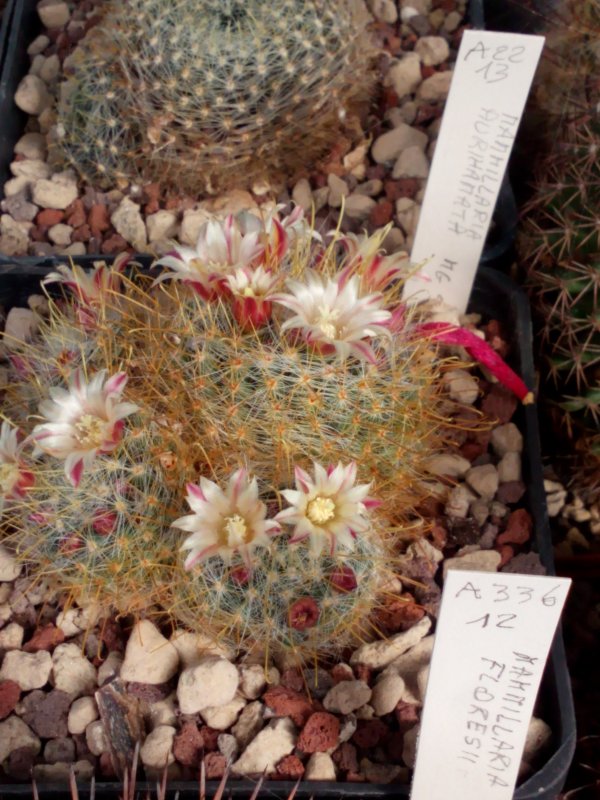 Mammillaria aurihamata 