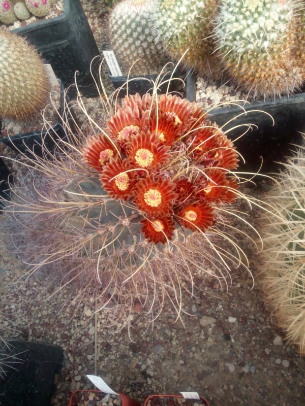 Ancistrocactus uncinatus ssp. wrightii 