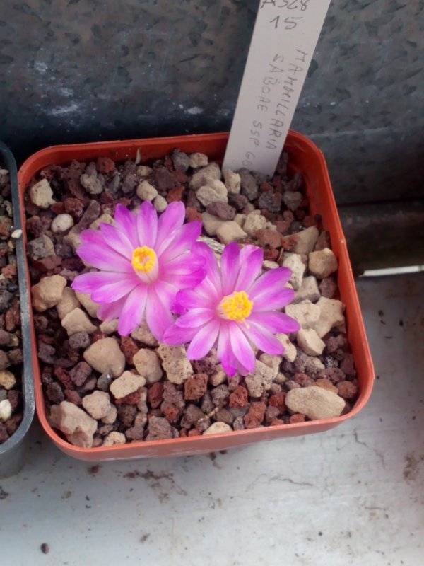 Mammillaria saboae ssp. goldii 