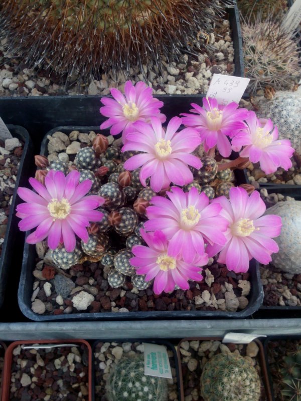 Mammillaria saboae 