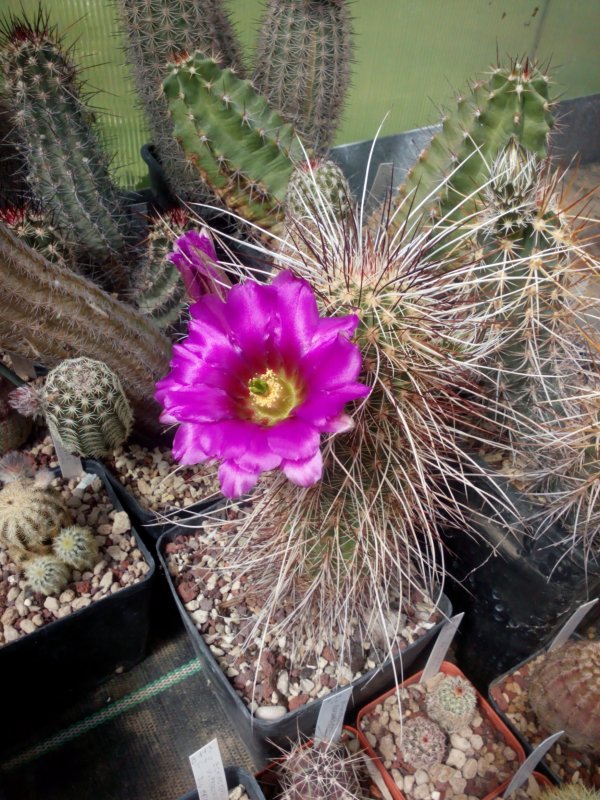 echinocereus  apachensis