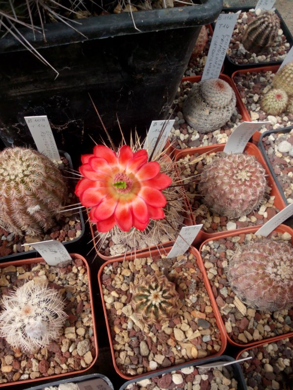 Echinocereus  polyacanthus 