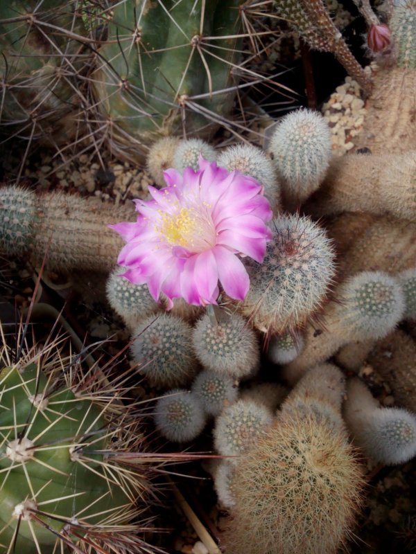 Echinocereus laui 