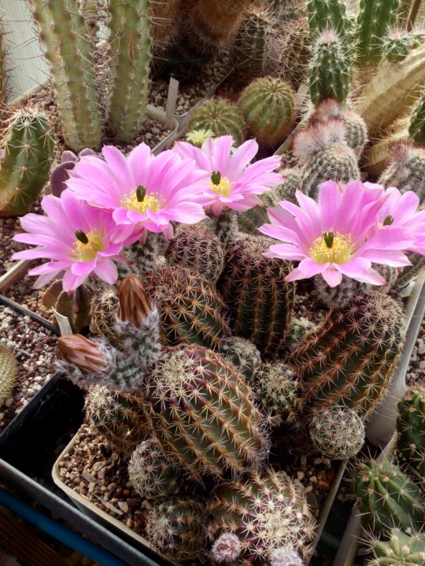 Echinocereus pamanesiorum 