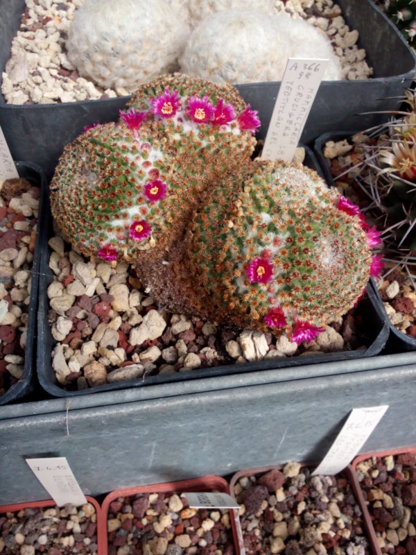 Mammillaria crucigera 