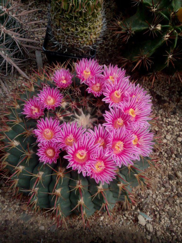 Ferocactus macrodiscus 