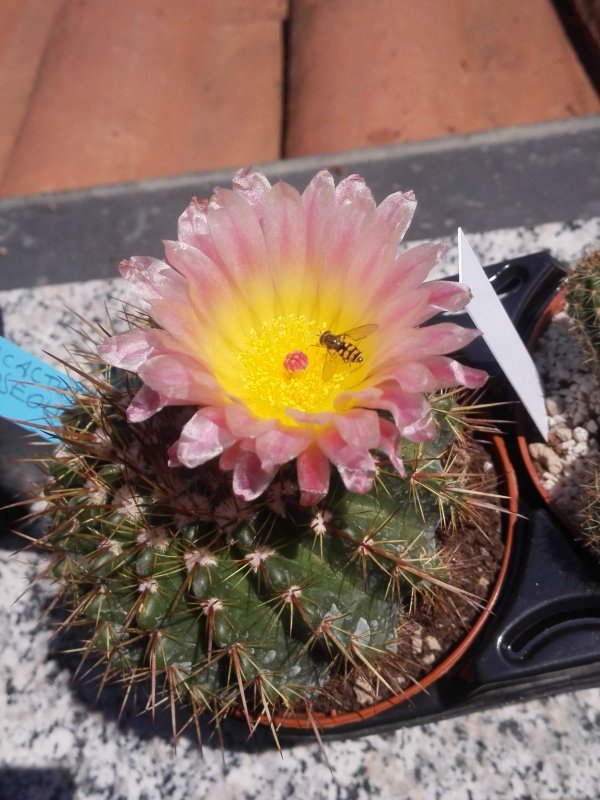 notocactus roseoluteus