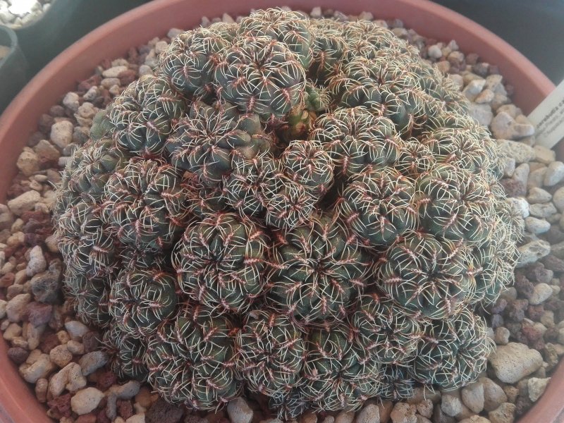 Sulcorebutia callichroma HS78