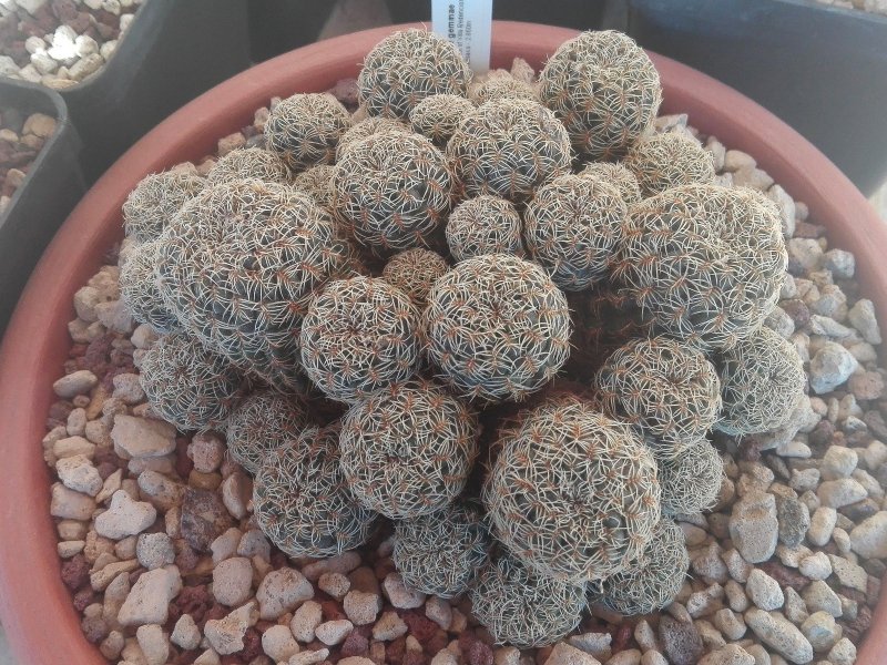 Sulcorebutia gemmae VZ203