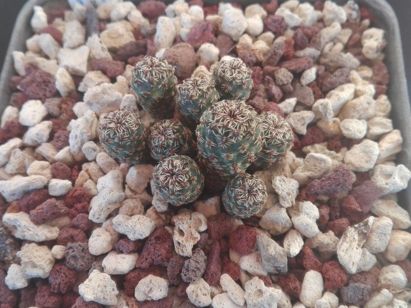 Sulcorebutia taratensis v. minima HS105