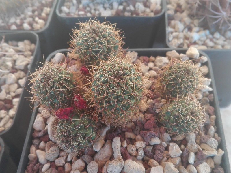 Sulcorebutia tarabucoensis WR590