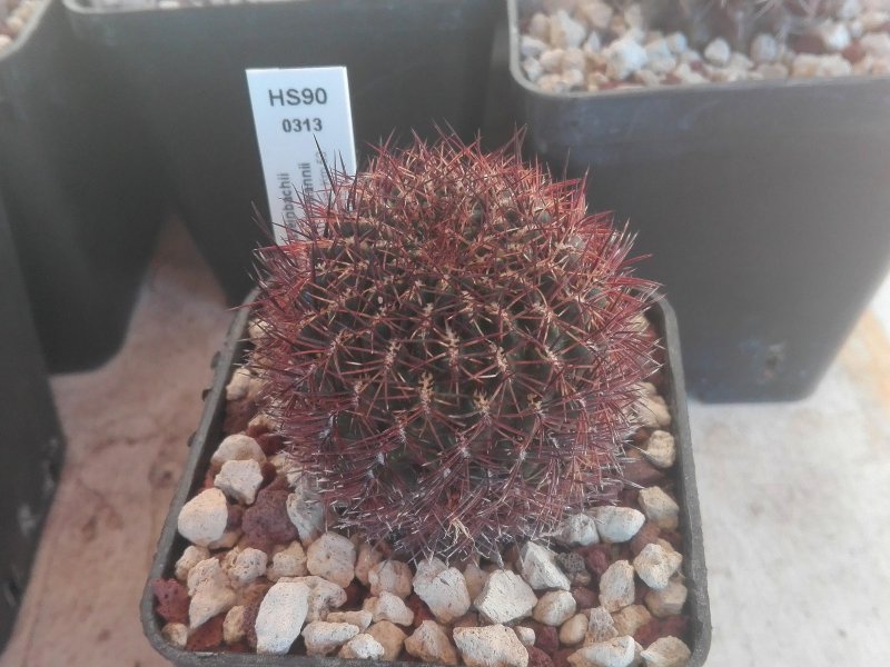 Sulcorebutia krugerae v. hoffmannii HS90