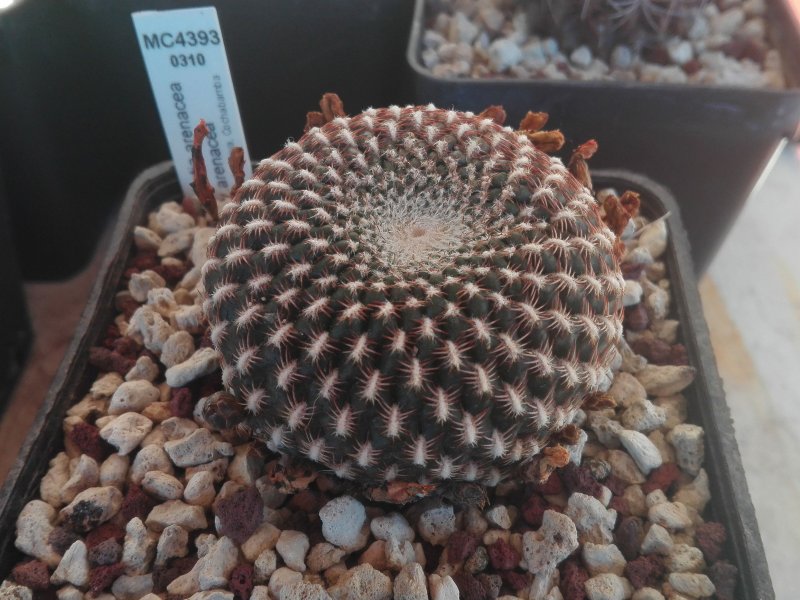 Sulcorebutia arenacea MC4393