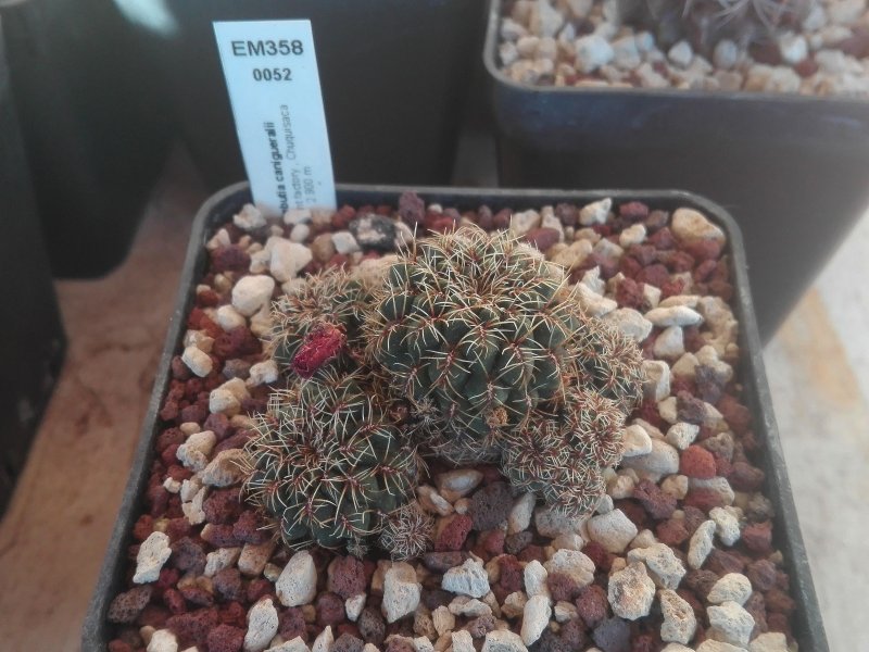 Sulcorebutia canigueralii EM358