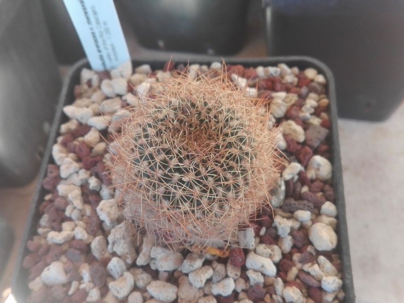 Sulcorebutia arenacea v. menesesii HS210