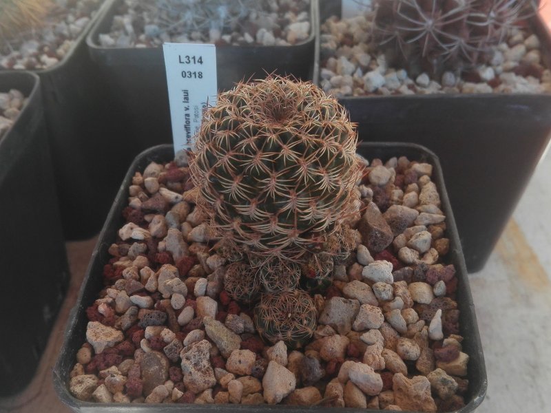 Sulcorebutia breviflora v. laui L314