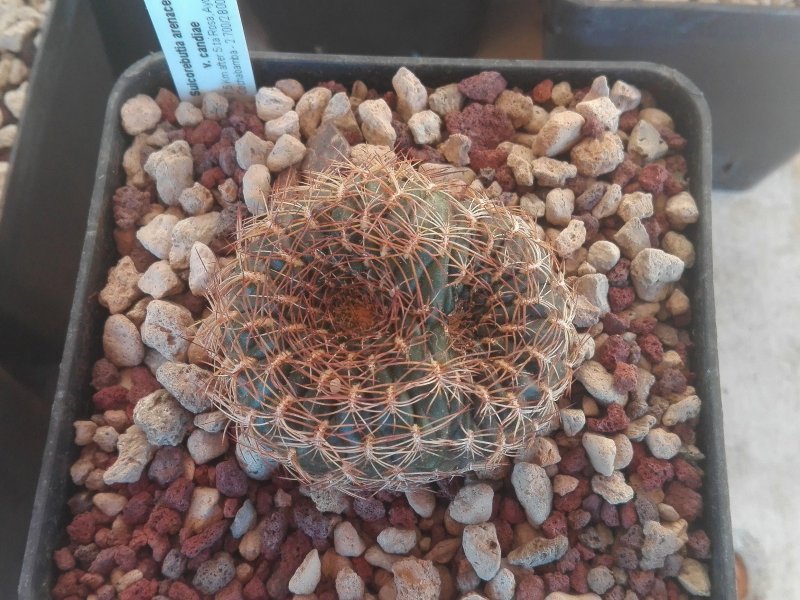 Sulcorebutia arenacea v. candiae HS29