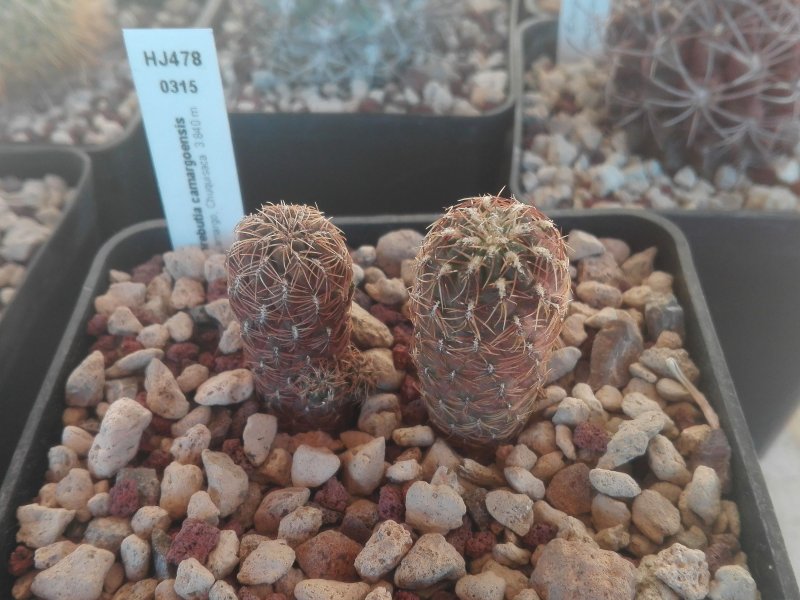 Sulcorebutia camargoensis HJ478