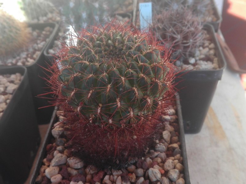 Sulcorebutia tiraquensis ssp. mariana v. laui HS16