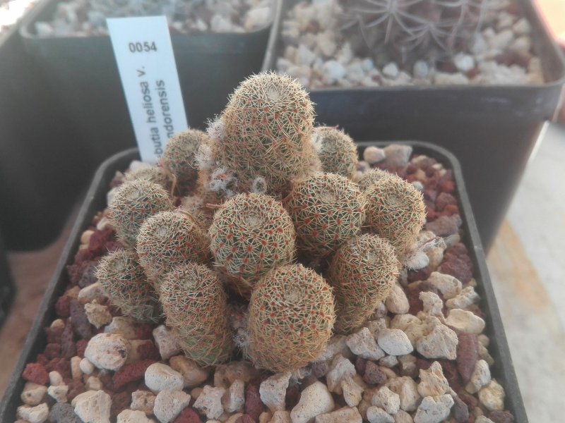 Rebutia heliosa v. condorensis 