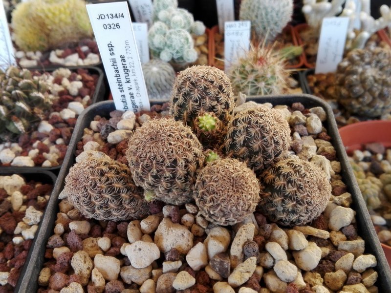 Sulcorebutia krugerae JD134